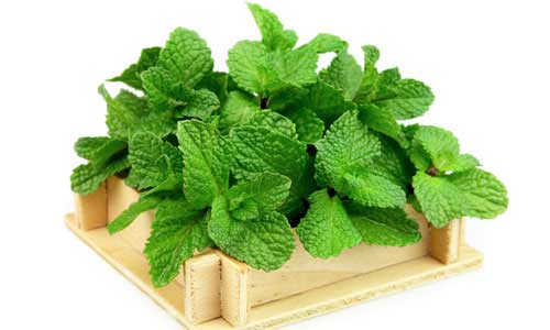 آشنایی با مسکن های گیاهی در طب سنتی آشنایی با مسکن های گیاهی در طب سنتی