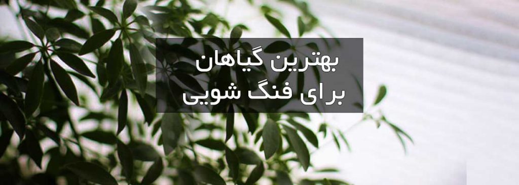 بهترین گیاهان برای فنگ شویی